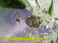 /home//u458753944/public_html/sourcegallery///Frogs/More bullfrogs/DSCN4295.JPG